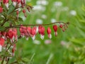 Bleeding heart (Dicentra spectabilis) \'Valentine\' flowering with puffy, dangling, red heart-shaped flowers Royalty Free Stock Photo