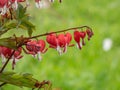 Bleeding heart (Dicentra spectabilis) \'Valentine\' flowering with dangling, red heart-shaped flowers Royalty Free Stock Photo