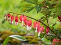 Bleeding heart (Dicentra spectabilis) \'Valentine\' flowering with dangling, red heart-shaped flowers Royalty Free Stock Photo