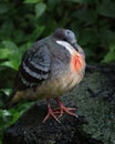 Bleeding Heart Dove, Gallicolumba luzonica, on a wet mossy rock