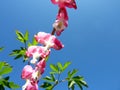 Bleeding heart flower Royalty Free Stock Photo