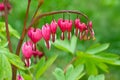 Bleeding Heart flower Royalty Free Stock Photo