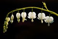 Bleeding heart flower Royalty Free Stock Photo