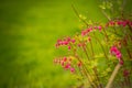 Bleeding heart ,Dicentra spectabilis.Bleeding Hearts branch on green background.Spring flower. Heart-shaped pink and white flowers Royalty Free Stock Photo