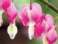 Bleeding Heart Flower Blossoms Royalty Free Stock Photo