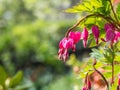 Bleeding heart flower blossoms in spring Royalty Free Stock Photo