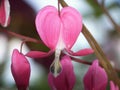 Bleeding heart flower close-up Royalty Free Stock Photo