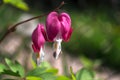 2 Bleeding heart flowers on a small twig Royalty Free Stock Photo