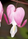 Bleeding Heart Flower Close Up Royalty Free Stock Photo