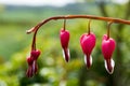 Bleeding heart flower Royalty Free Stock Photo