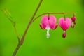 Bleeding heart flower - Dicentra spectabilis Royalty Free Stock Photo