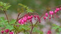 Bleeding Heart flower Dicentra spectabilis Royalty Free Stock Photo