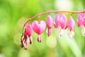 Bleeding heart flower, Dicentra spectabilis floral background Royalty Free Stock Photo