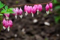 Bleeding Heart flower (Dicentra spectabilis) Royalty Free Stock Photo