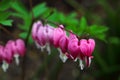 Bleeding Heart flower (Dicentra spectabilis) Royalty Free Stock Photo