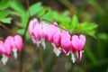 Bleeding Heart flower (Dicentra spectabilis) Royalty Free Stock Photo