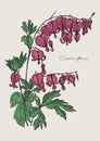 Bleeding Heart flower. Hand drawn colorful vector illustration with blooming dicentra flower. Royalty Free Stock Photo