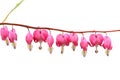 Bleeding heart flower isolated on white background.