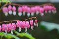 Bleeding heart flower..