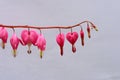 Bleeding heart flower..