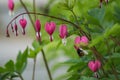 The bleeding heart is the flower.