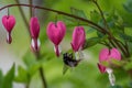 The bleeding heart is the flower.