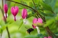 The bleeding heart is the flower.