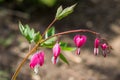 The bleeding heart is the flower.