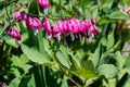 Bleeding Heart Flower Royalty Free Stock Photo