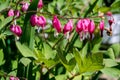 Bleeding Heart Flower Royalty Free Stock Photo