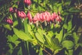 Bleeding Heart Flower Royalty Free Stock Photo