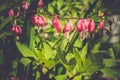 Bleeding Heart Flower Royalty Free Stock Photo