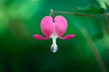 Bleeding-heart flower Royalty Free Stock Photo