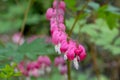 Perfect row of bleeding heart flowers, also known as `lady in the bath`or lyre flower, photographed at RHS Wisley gardens, UK. Royalty Free Stock Photo