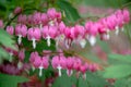 Bleeding heart flowers, also known as `lady in the bath`or lyre flower, photographed in Surrey, UK. Royalty Free Stock Photo