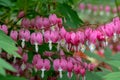 Bleeding heart flowers, also known as `lady in the bath`or lyre flower, photographed in Surrey, UK. Royalty Free Stock Photo