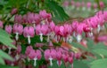 Bleeding heart flowers, also known as `lady in the bath`or lyre flower, photographed in Surrey, UK. Royalty Free Stock Photo