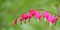 Bleeding Heart Flowers Blooming on Branch Royalty Free Stock Photo