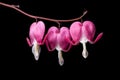 Bleeding Heart Flowers Close Up Royalty Free Stock Photo