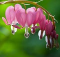 Bleeding heart flowers with dew drops Royalty Free Stock Photo