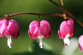 Bleeding Heart flowers Dicentra spectabilis. Royalty Free Stock Photo