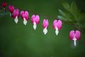 Bleeding Heart flowers Dicentra spectabilis. Royalty Free Stock Photo