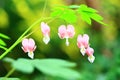 Bleeding heart flowers(Dicentra spectabilis) with soft background Royalty Free Stock Photo