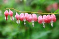 Bleeding heart flowers or Dicentra spectabilis with soft background Royalty Free Stock Photo