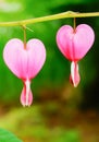 Bleeding heart flowers (Dicentra spectabils) Royalty Free Stock Photo