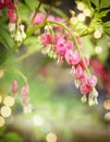 Bleeding heart flowers Dicentra spectabils Royalty Free Stock Photo