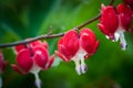 Bleeding heart flowers Dicentra spectabils blooming in the garden Royalty Free Stock Photo