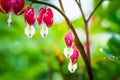 Bleeding heart flowers Dicentra spectabils blooming in the garden Royalty Free Stock Photo
