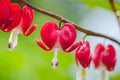 Bleeding heart flowers Dicentra spectabils blooming in the garden Royalty Free Stock Photo