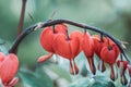 Bleeding heart flowers Dicentra spectabils blooming in the garden Royalty Free Stock Photo